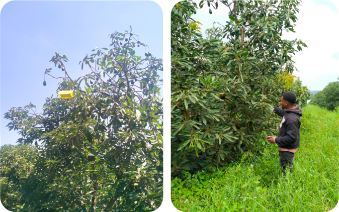Scout inspecting tall avocado trees for sucking bugs, with a pest trap in the canopy