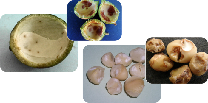 Macadamia nuts cut open to show husk and kernel damage caused by stink bugs and coconut bugs